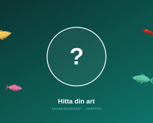 Frågetecken omgivet av fiskar och en räka
