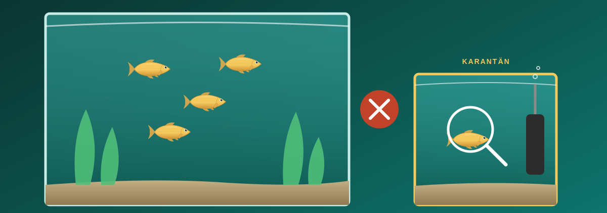 Huvudakvarium och separat karantänkar