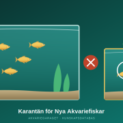 Huvudakvarium och separat karantänkar