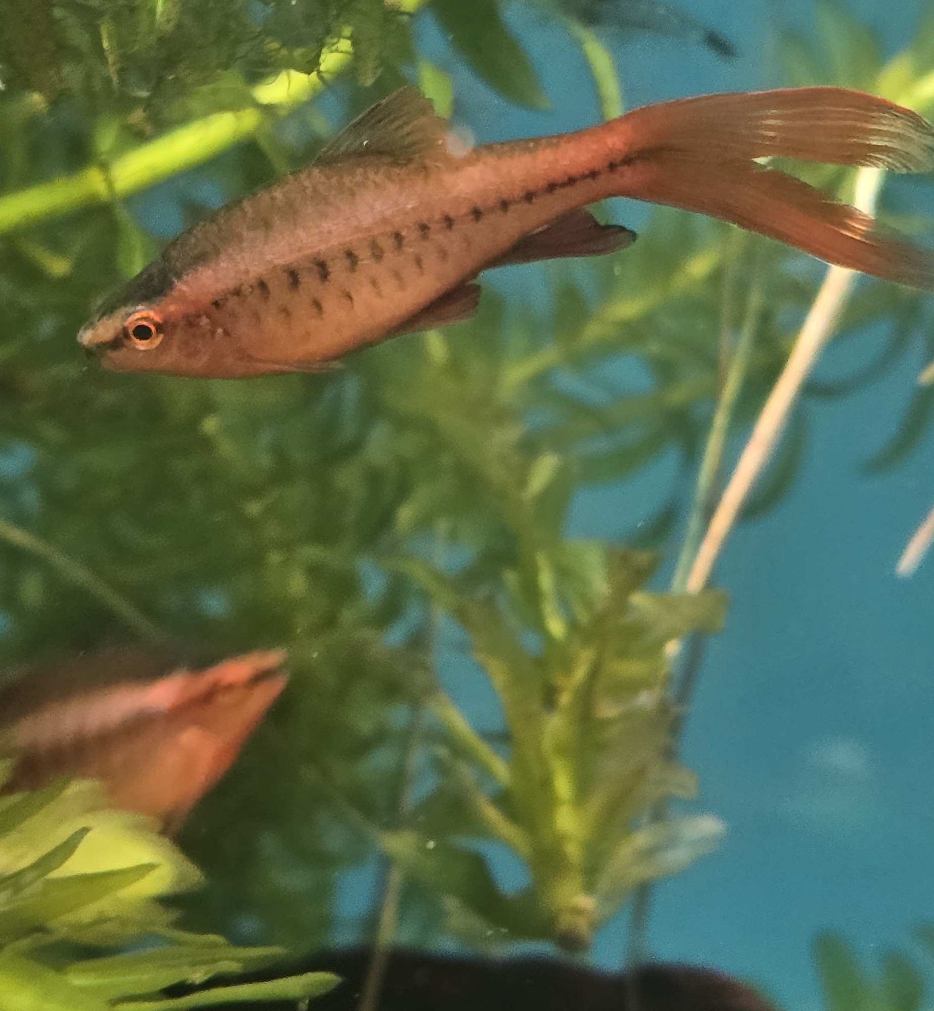 Kopparbarb Longfin i närbild