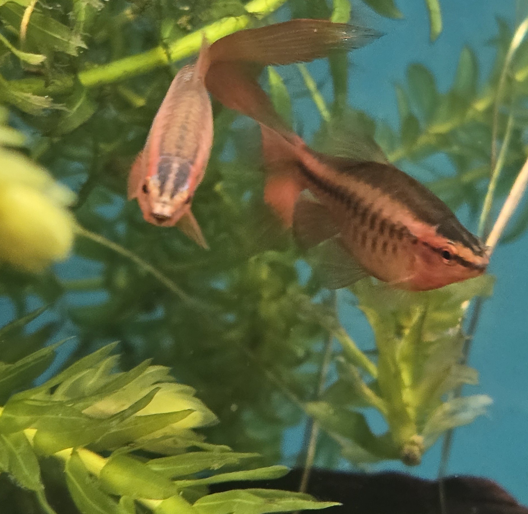 Två Kopparbarb Longfin bland växter