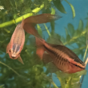 Två Kopparbarb Longfin, huvudbild