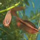 Två Kopparbarb Longfin, huvudbild