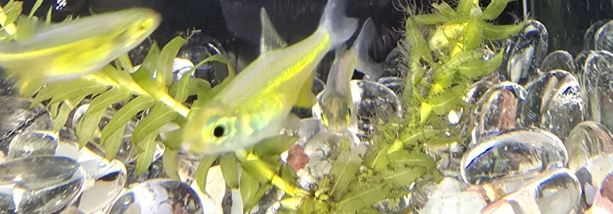 Kubotai (Rasbora) i närbild