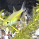 Kubotai (Rasbora) i närbild