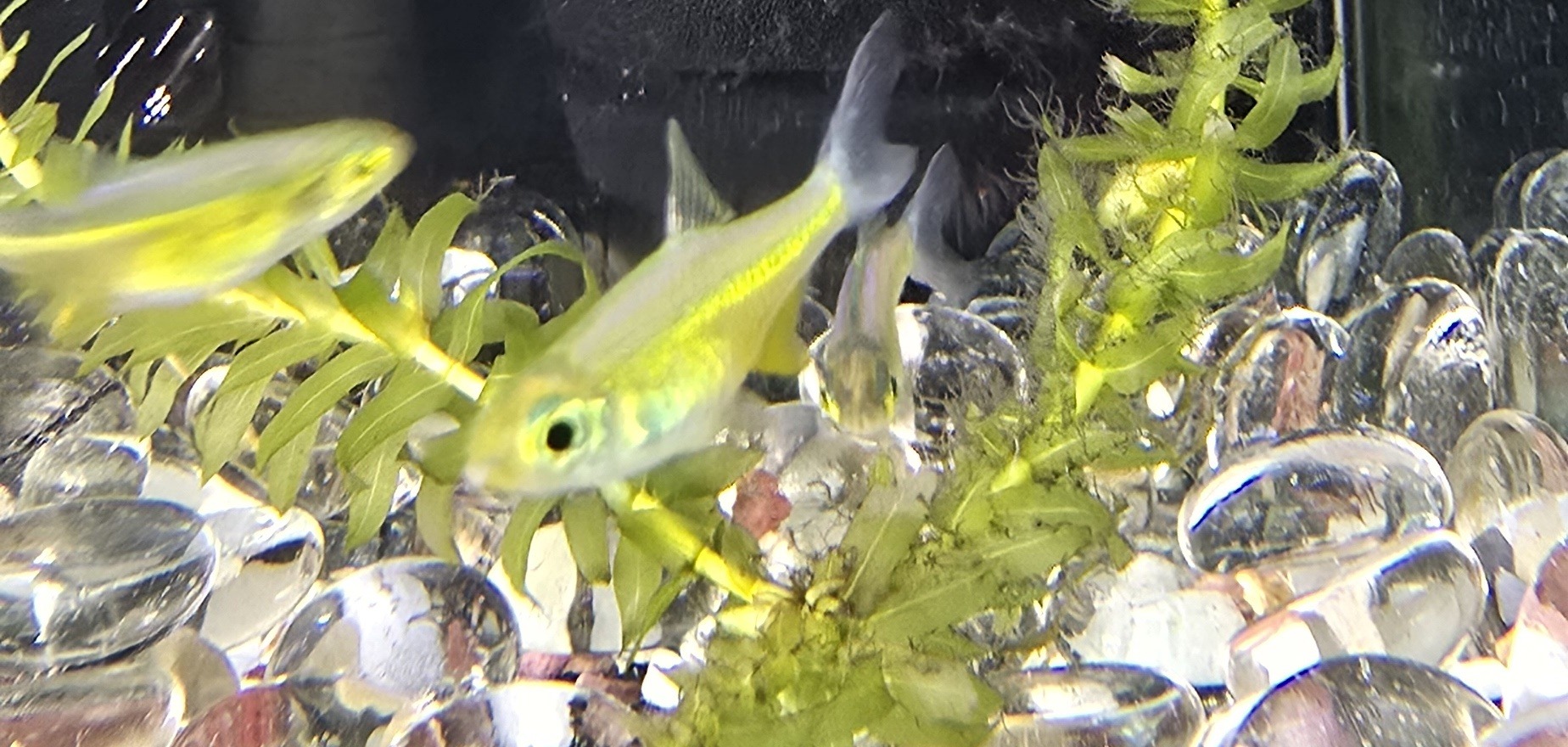 Kubotai (Rasbora) i närbild