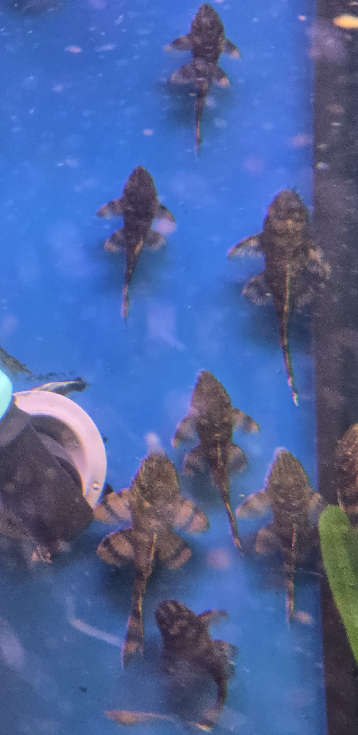 L397 Alenquer Tiger Pleco sedda uppifrån