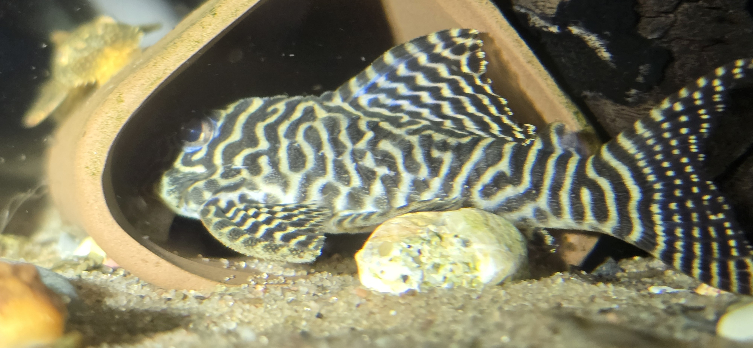 L066 King Tiger Pleco