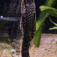 Ancistrus sp. L144 Brun, sedd rakt bakifrån