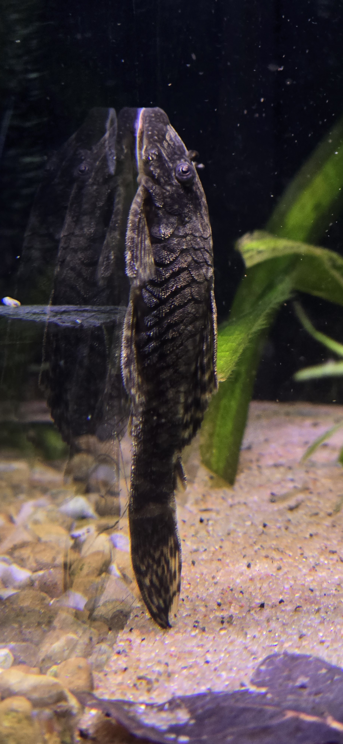 Ancistrus sp. L144 Brun, sedd rakt bakifrån
