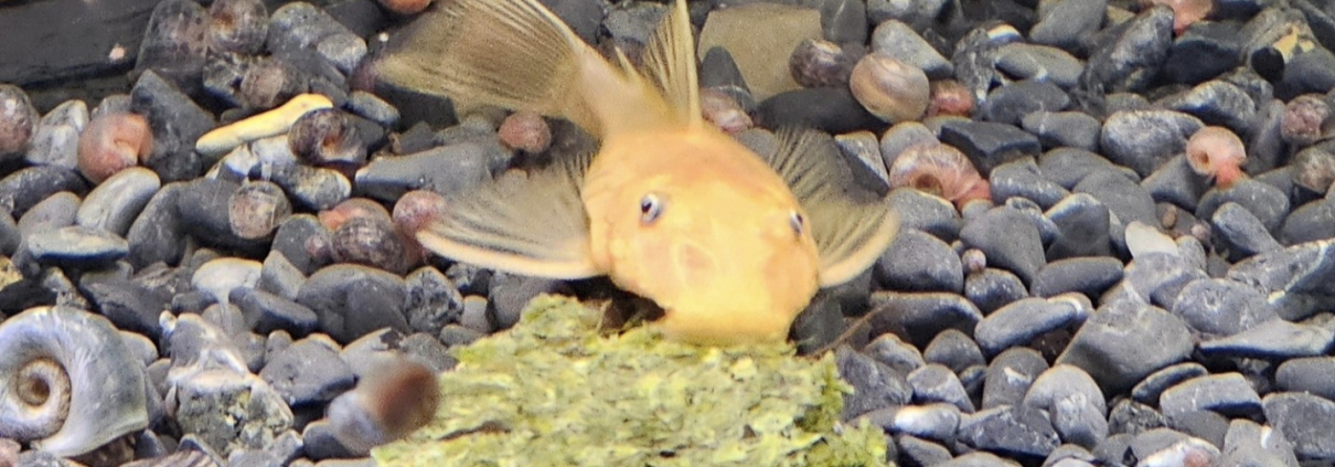 Ancistrus sp. L144 (Gul) på fodertablett