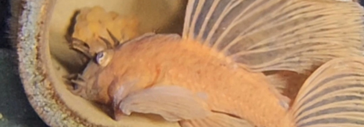 Ancistrus sp. L144 (Röd Longfin) vid lekrör med rom