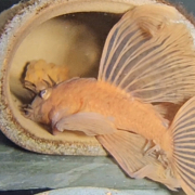 Ancistrus sp. L144 (Röd Longfin) vid lekrör med rom