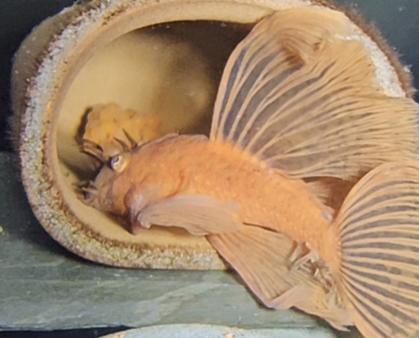 Ancistrus sp. L144 (Röd Longfin) vid lekrör med rom