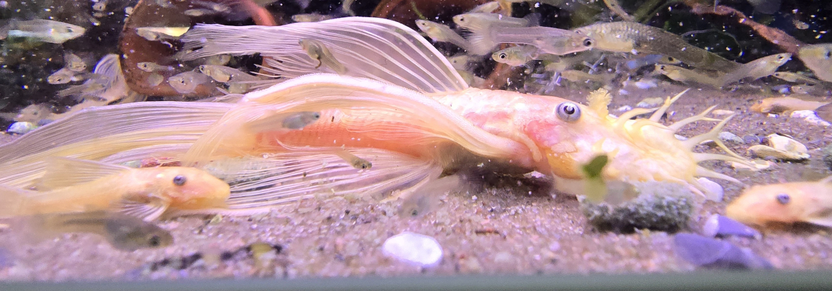 Ancistrus sp. L144 (Citron Longfin) bland guppyfiskar