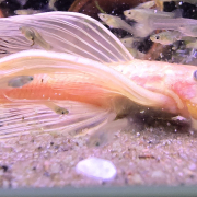 Ancistrus sp. L144 (Citron Longfin) bland guppyfiskar