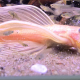 Ancistrus sp. L144 (Citron Longfin) bland guppyfiskar