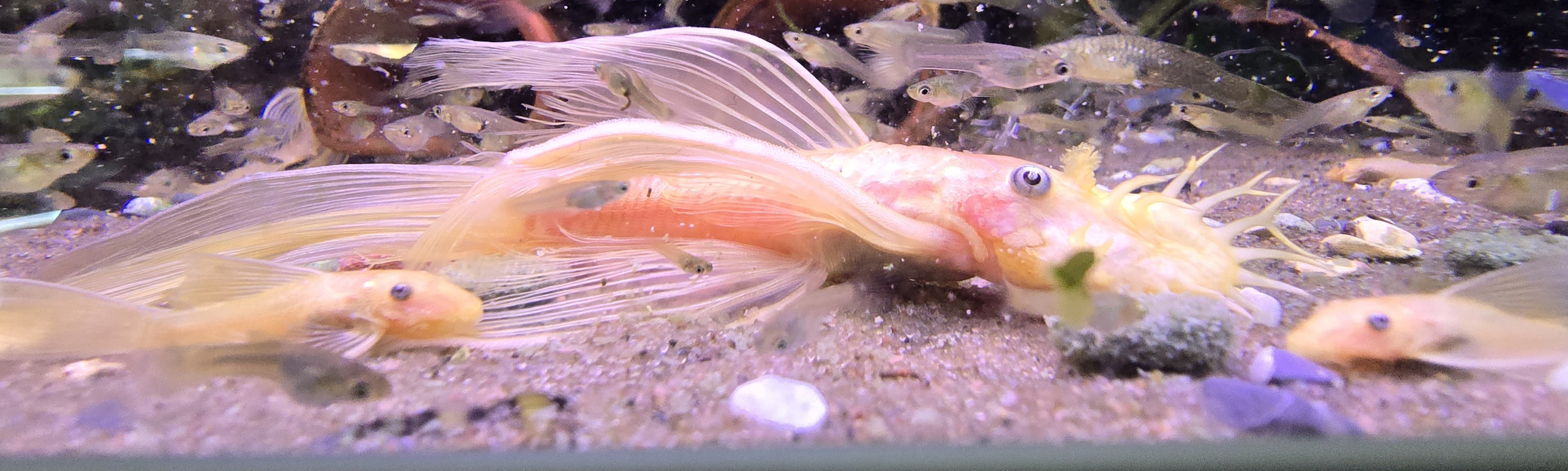 Ancistrus sp. L144 (Citron Longfin) bland guppyfiskar