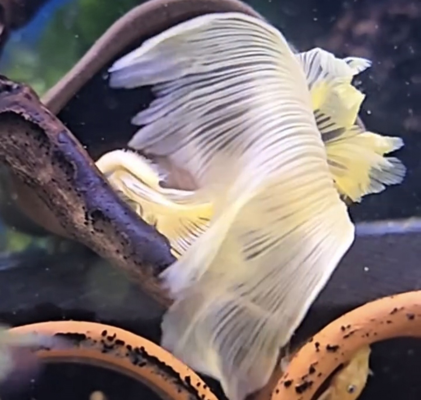 Ancistrus sp. L144 (Citron Longfin), slöjfenorna i närbild