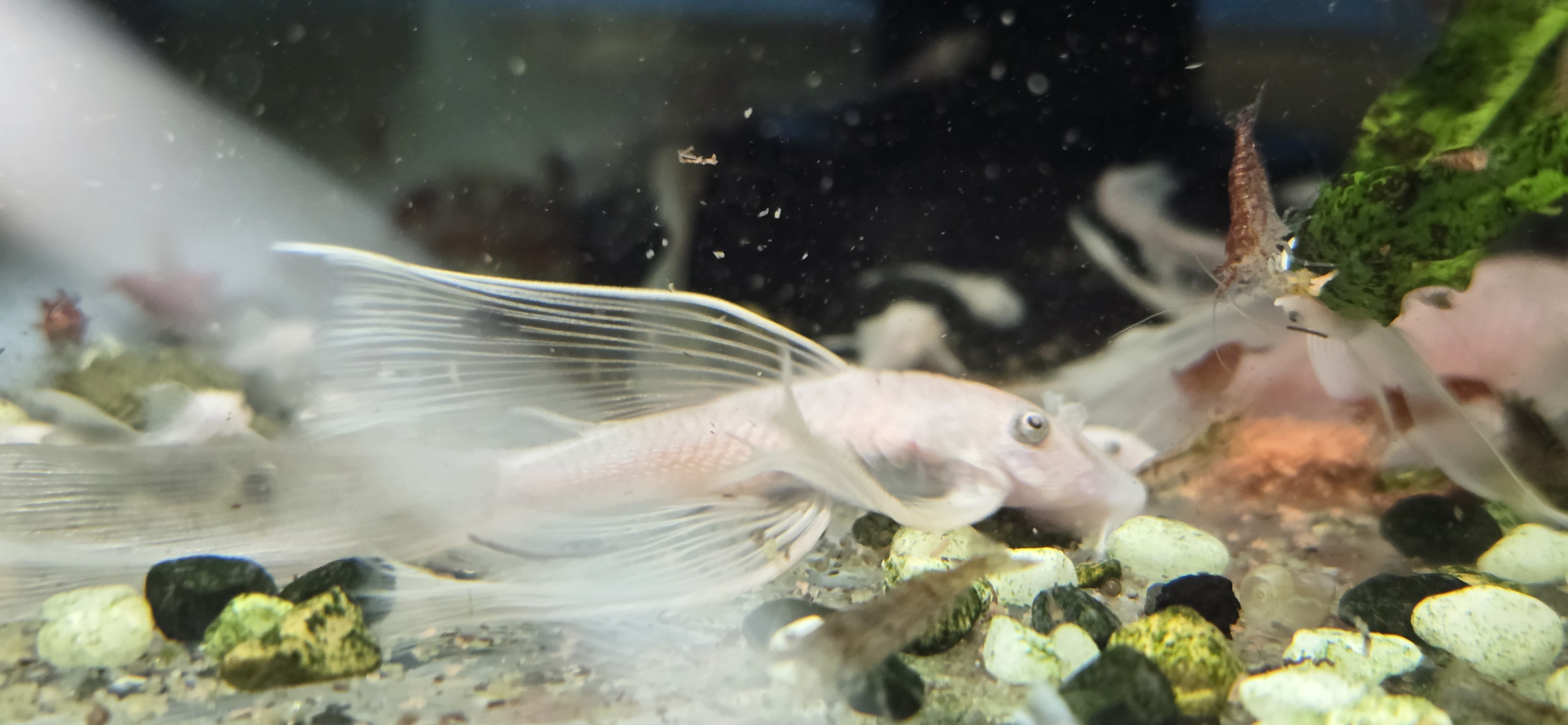 Ancistrus Snow White Longfin, närbild på fena och huvud