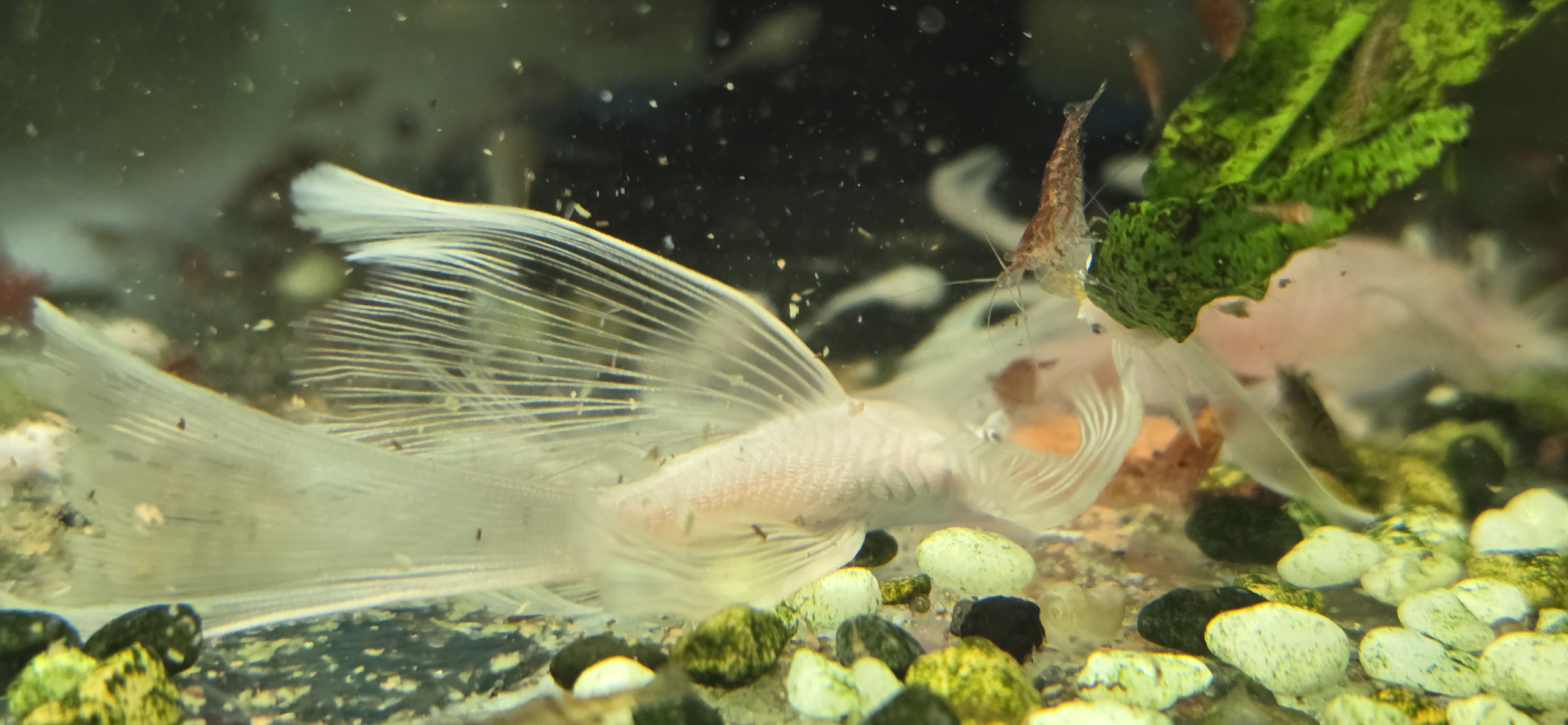 Ancistrus Snow White Longfin med räka i bakgrunden