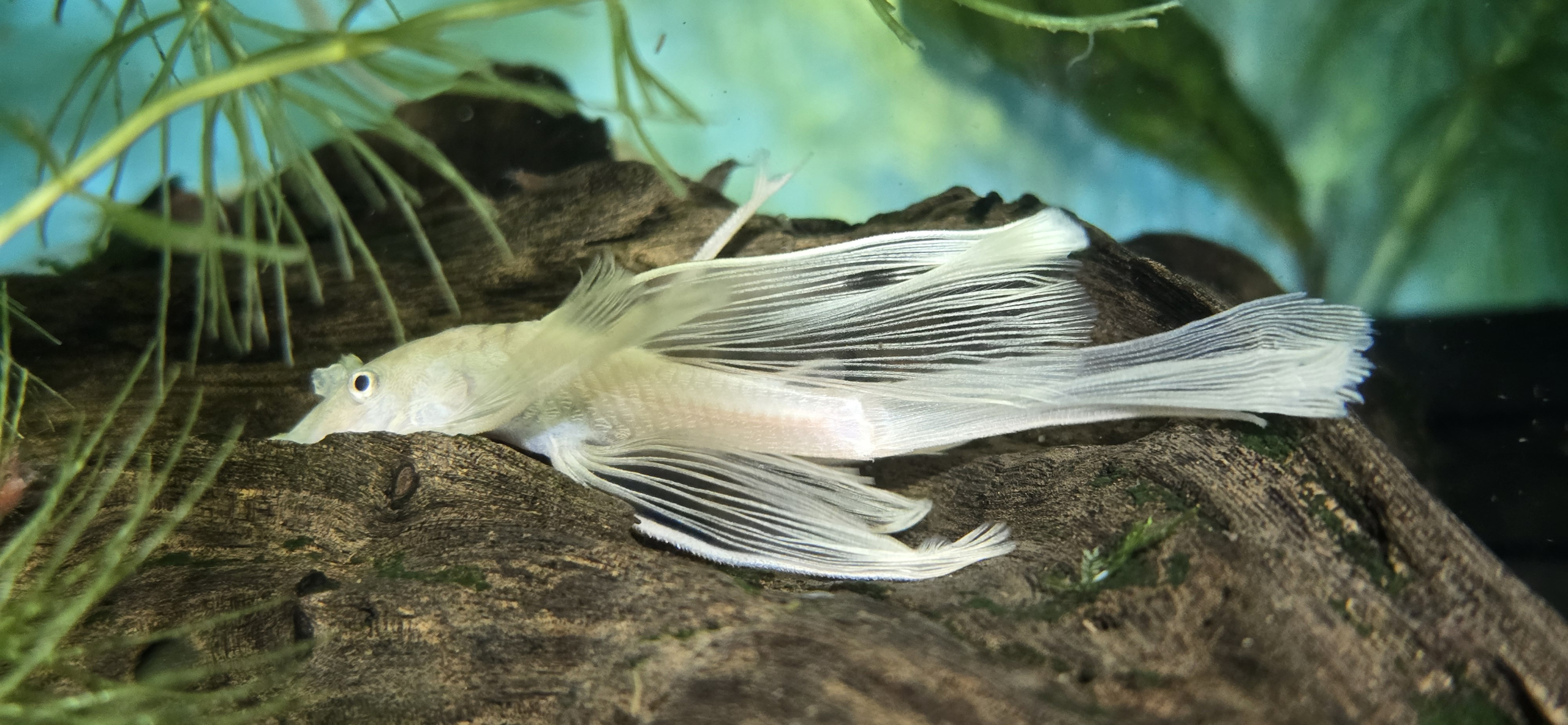 Ancistrus Snow White Longfin
