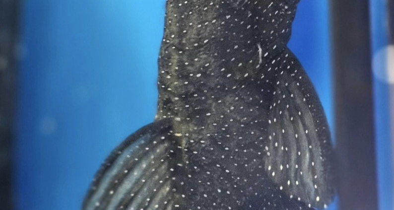 L181 Peppermint Pleco mot glaset