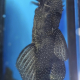 L181 Peppermint Pleco mot glaset