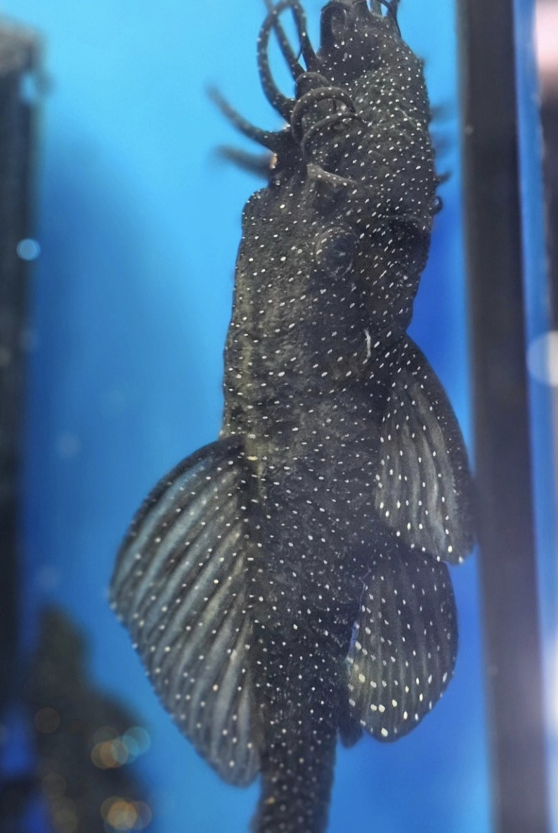 L181 Peppermint Pleco mot glaset