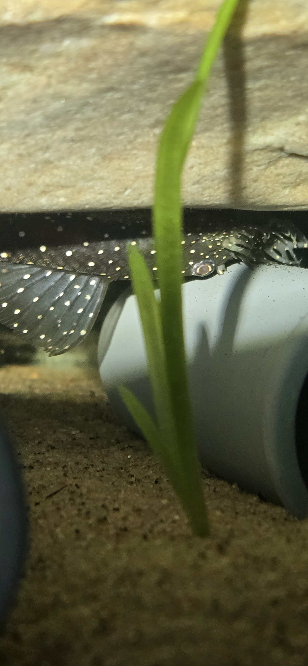 L184 Ancistrus