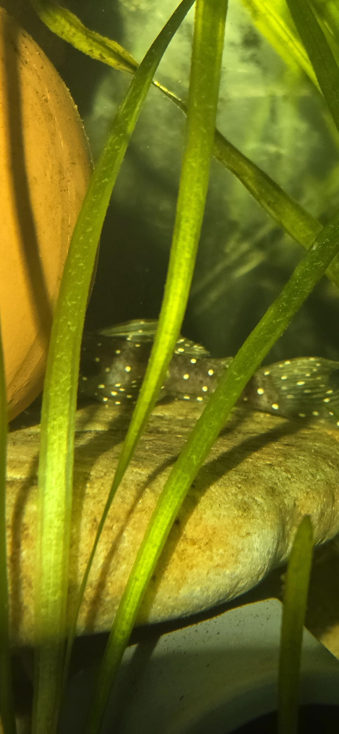 L184 Ancistrus