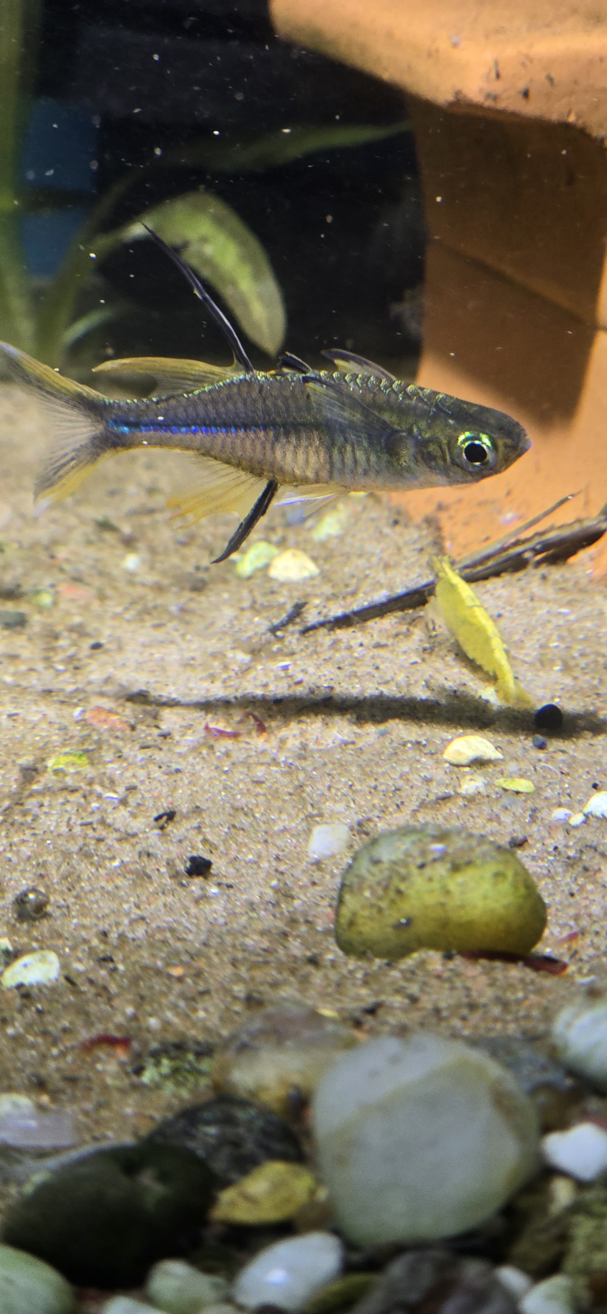 Marosatherina Ladigesi