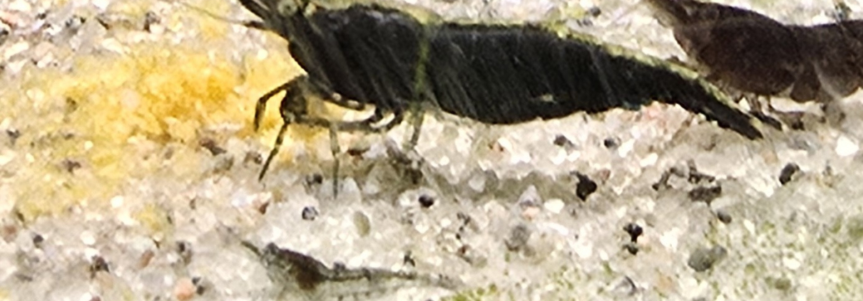 Neocaridina Black Velvet i närbild