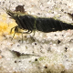 Neocaridina Black Velvet i närbild