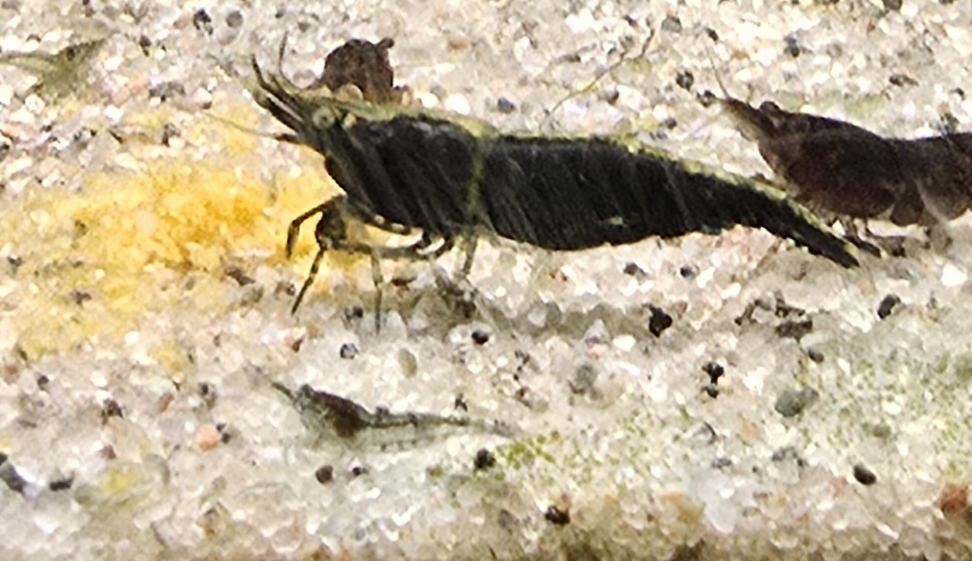 Neocaridina Black Velvet i närbild