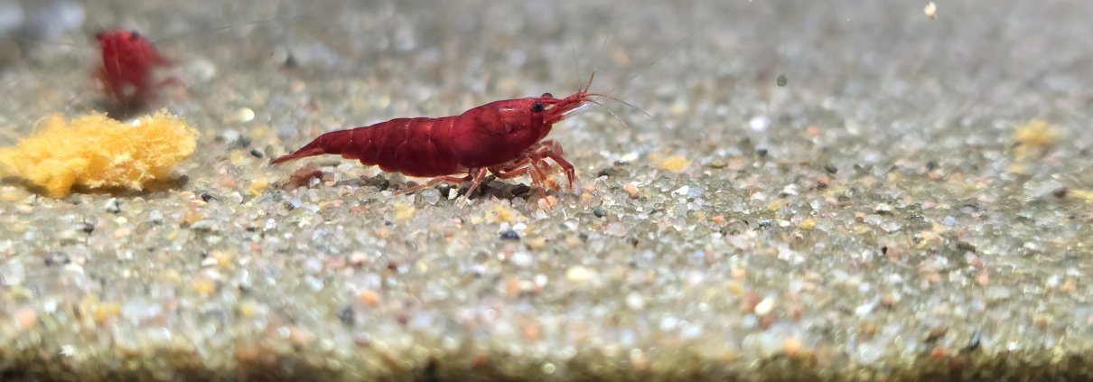 Neocaridina Bloody Mary äter på sandbotten