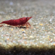 Neocaridina Bloody Mary äter på sandbotten