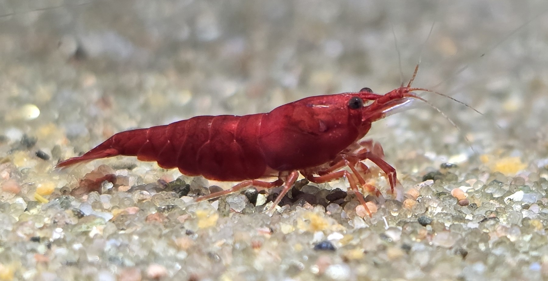 Neocaridina Bloody Mary i närbild