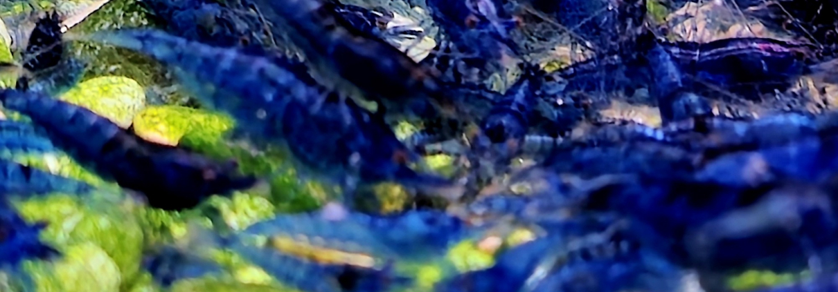 Koloni av Neocaridina Blue Dream i mossa