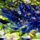 Koloni av Neocaridina Blue Dream i mossa