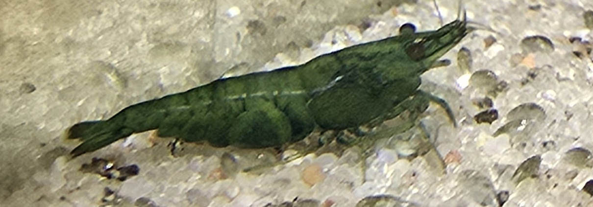 Neocaridina Green Jade i närbild