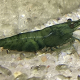 Neocaridina Green Jade i närbild