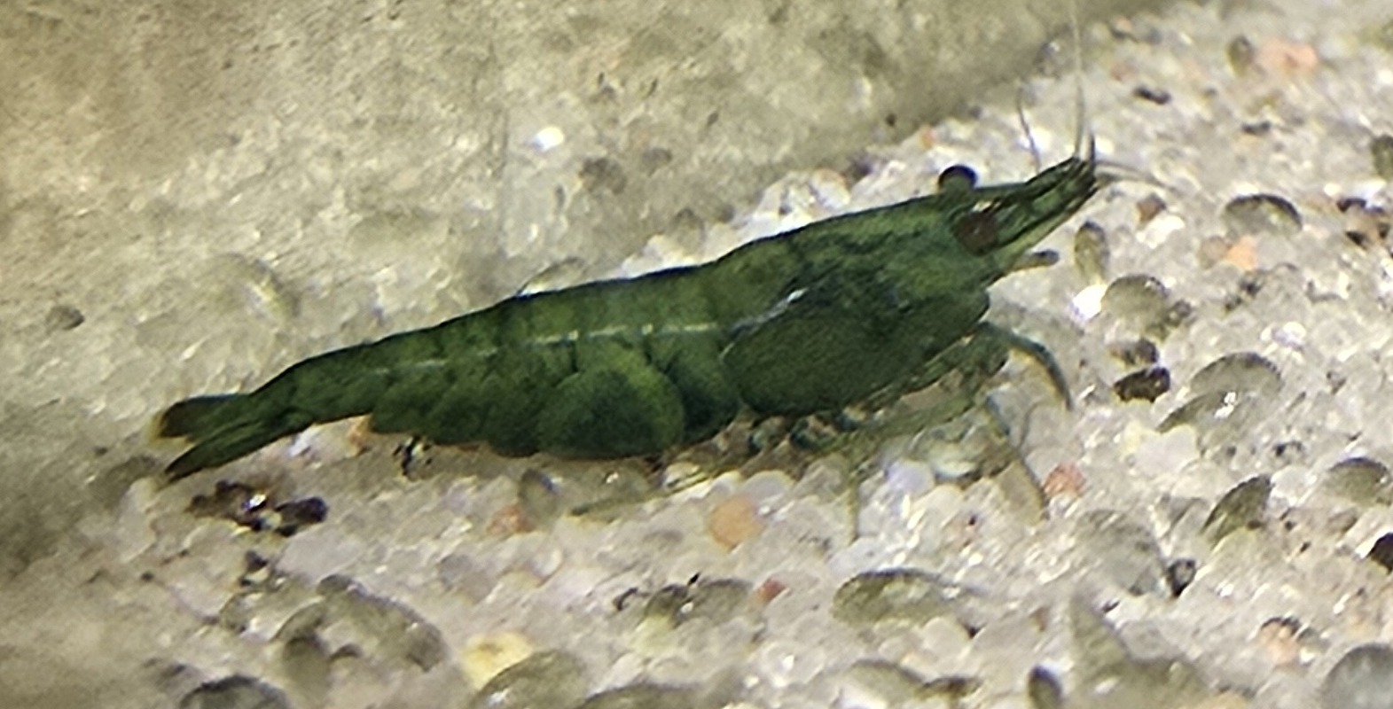 Neocaridina Green Jade i närbild