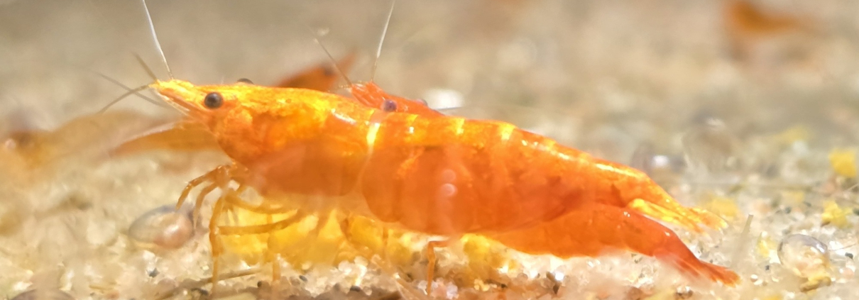 Neocaridina Orange Sakura i närbild