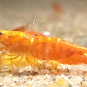 Neocaridina Orange Sakura i närbild