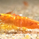 Neocaridina Orange Sakura i närbild