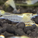 Neocaridina Palmata Snowball i närbild