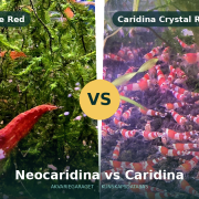Neocaridina Fire Red och Caridina Crystal Red sida vid sida
