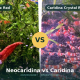 Neocaridina Fire Red och Caridina Crystal Red sida vid sida