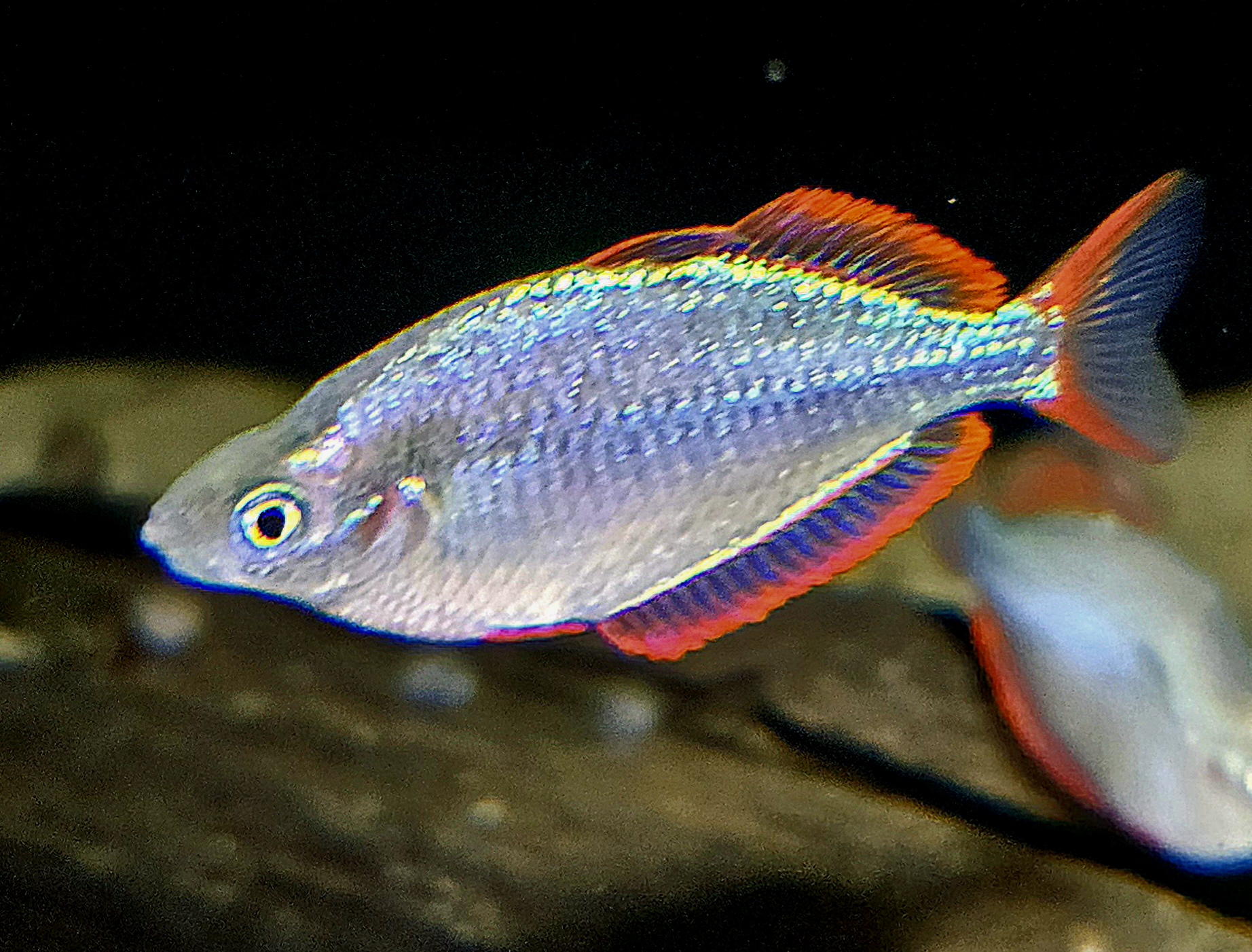 Melanotaenia praecox i närbild